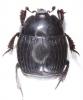 Margarinotus brunneus